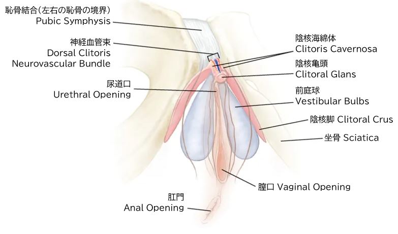 阴蒂被骨骼固定的位置关系（图 17）