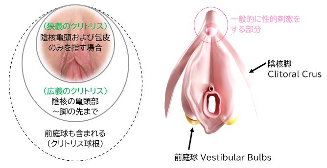 狭义 vs 广义的阴蒂对比（图 11）