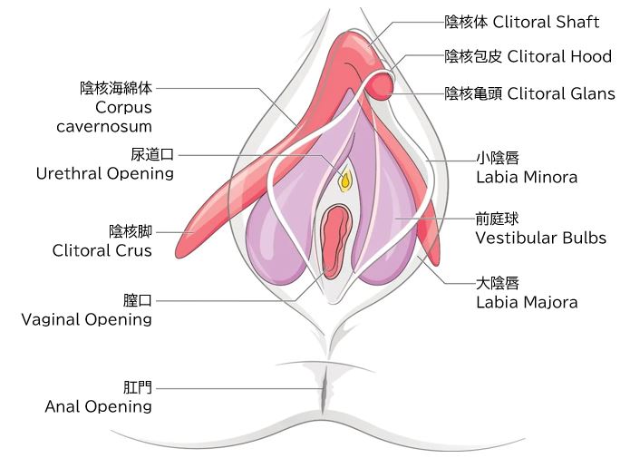 德文教材中阴蒂与前庭球的立体示意（图 13）