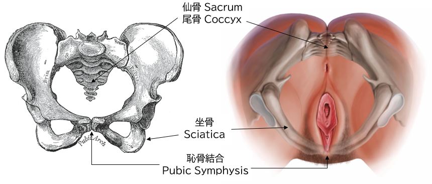 女性骨盆与生殖器位置叠加（图 14）