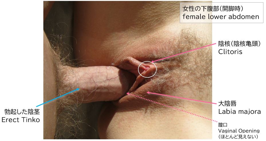 标准性交体位中阴茎与阴蒂的位置关系（图 31）