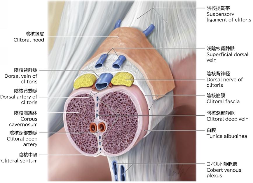 横截面细节：背侧神经–血管束密集（图 7）