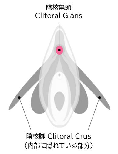 完整阴蒂的立体结构（图 9）