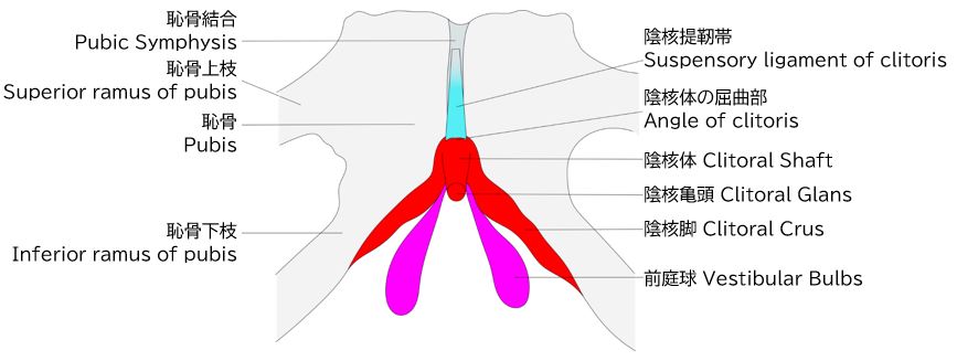 耻骨、阴蒂脚、前庭球三者的位置关系（图 10）
